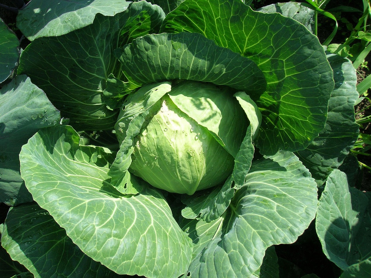 野菜